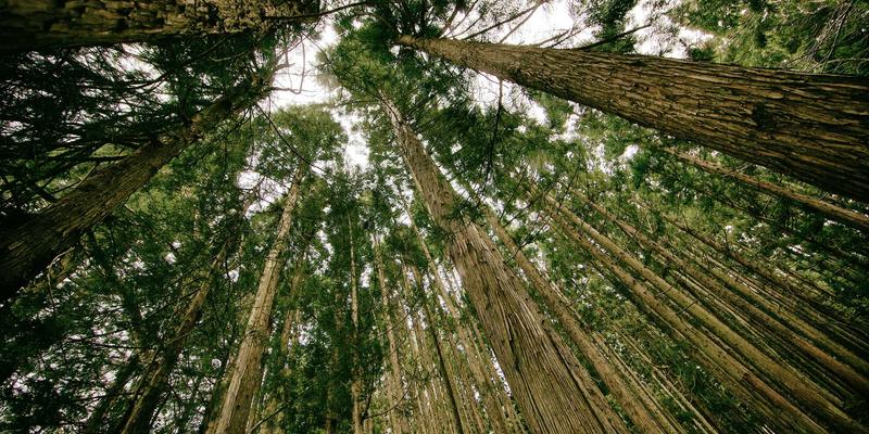 大鱼铝合金车架技术与经典车型回顾：从山地车到公路车的耐久性与设计演进